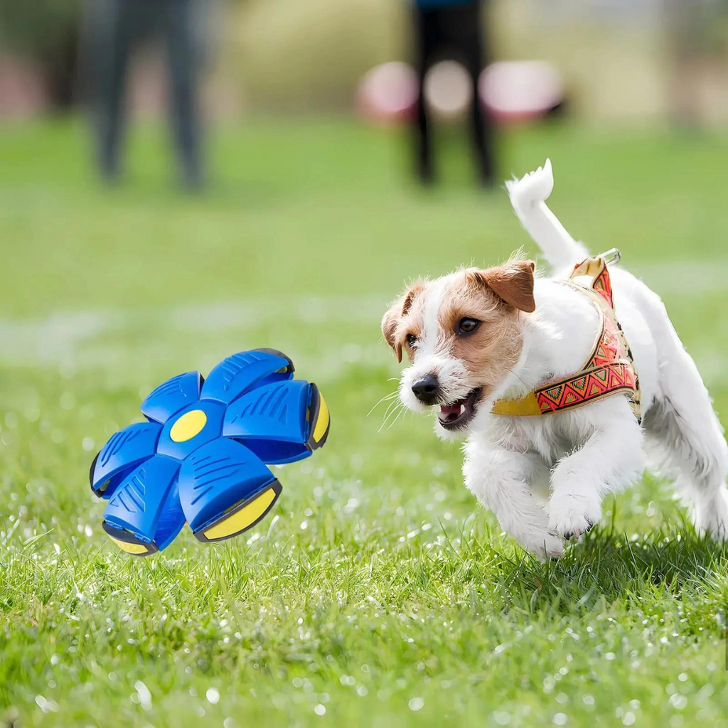 Dog Disc Ball Pet Toy